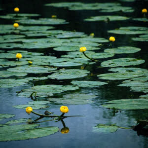 Gele Plomp of Nuphar lutea