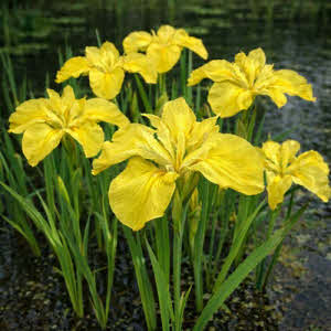 Gele lis of louisiana yellow