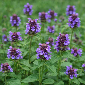 Gewone Brunel of Prunella vulgaris