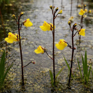 Gewoon Blaasjeskruid of Utricularia vulgaris
