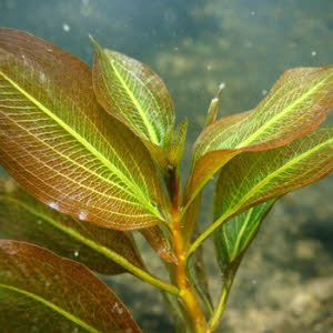 Glanzend Fonteinkruid of Potamogeton lucens