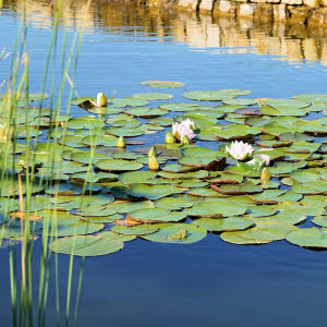Plantenvoeding voor waterplanten