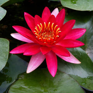  Nymphaea Escarboucle