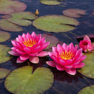 Nymphaea Laydekeri Lilacea (roze)