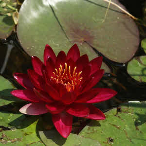 Nymphaea Red Glow (donkerrood)