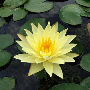Nymphaea Sulphurea (geel)