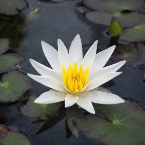 Nymphaea Tetragone (wit)