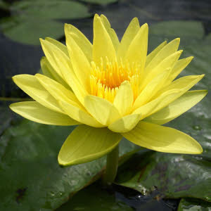 2 N. Yellow Sensation (geel)