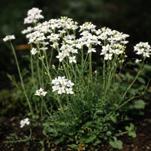 Pinksterbloem of Cardemine praetencis