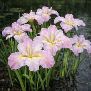 Roze lis of Iris louisiana pink