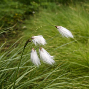 Veenpluis of Eriophorum angustifolium