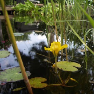 Werkt preventief tegen problemen in de vijver