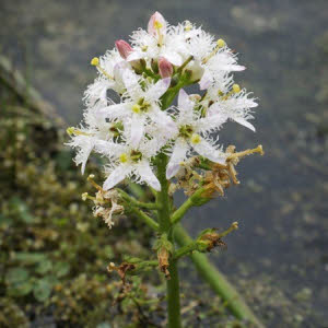 Waterdrieblad of Menyanthus trifoliata