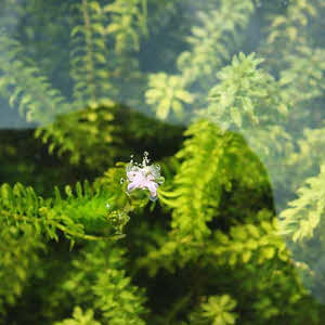 Waterpest-elodea densa