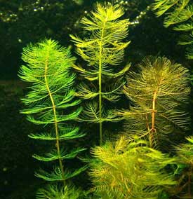aarvederkruid_myriophyllum spicatum