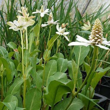 Anemopsis of Anemopsis californica