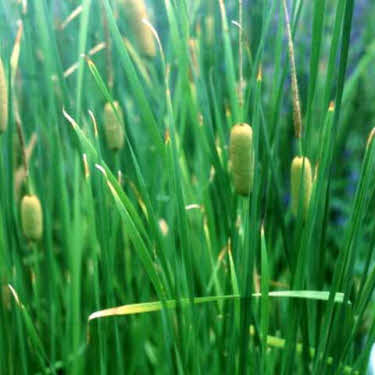 bebladerde-rietsigaar