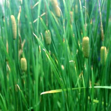 Bebladerde Rietsigaar