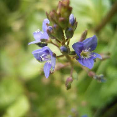 Beekpunge of Veronica beccabunge