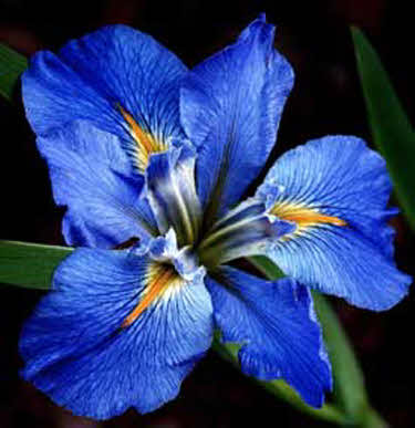 blauwe-lis-iris-louisiana-b_20200302132031