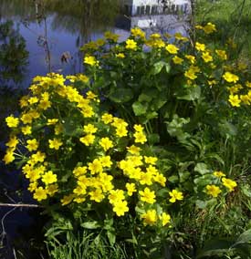 Dotterbloem of Caltha palustris