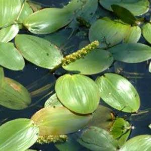 Drijvend Fonteinkruid of Potamogeton Natans