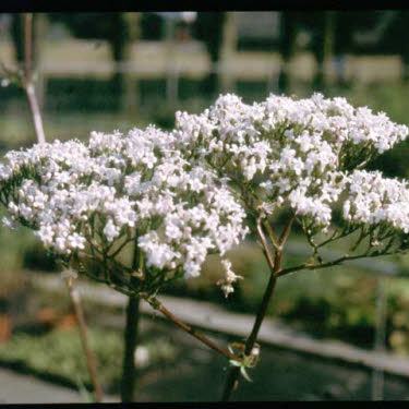 Echte Valeriaan of Valeriana officinalis