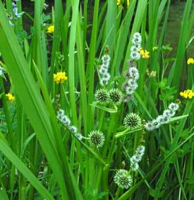 egelskop-sparganium erectum