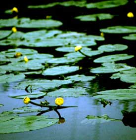 gele_plomp_20180721143355