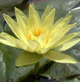 gele-waterlelie