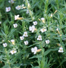 Genadekruid of Gratiola officinale