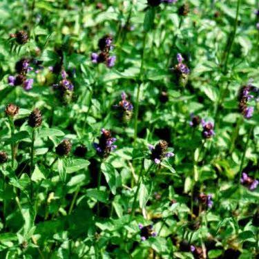 Gewone Brunel of Prunella vulgaris