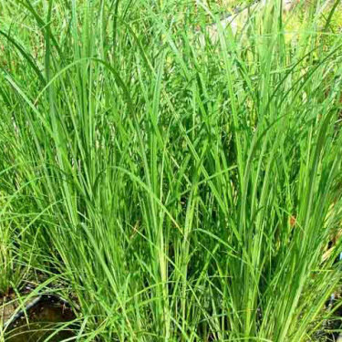 Grote Zegge of Carex riparia