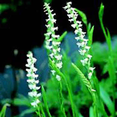 herfstschroef orchis