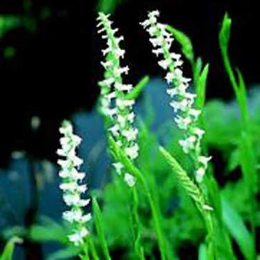 Amerikaanse Herfstschroeforchis