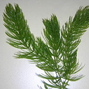 Hoornblad-ceratophyllum demersum