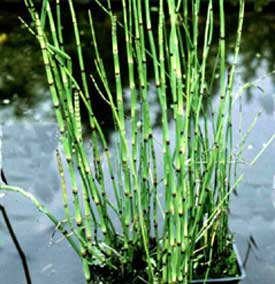 Japanse Holpijp of Equisetum heyemale