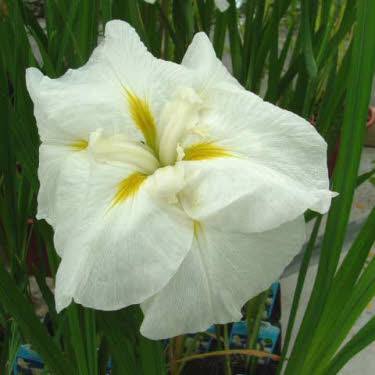 Witte Japanse Iris