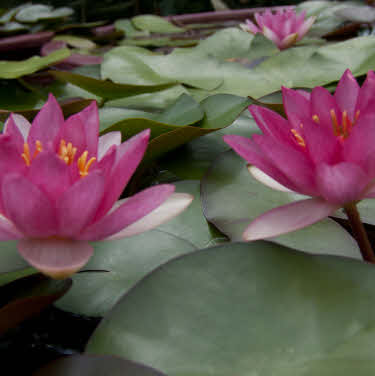 waterlelie laydekeri purpurata