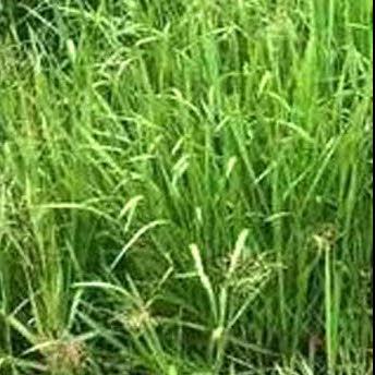 Liesgras of Glyceria maxima