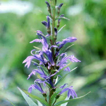 lobelia-paars