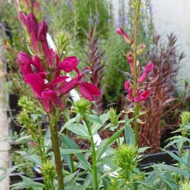 Rode Kardinaals Lobelia of Lobelia cardinalis