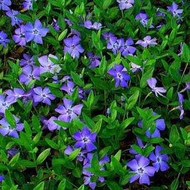 Maagdenpalm of Vinca minor