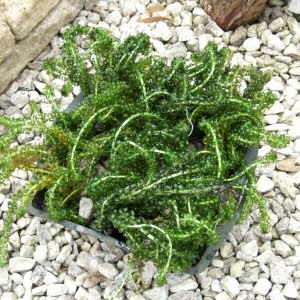 Zuurstofplanten in mand per 2 stuks