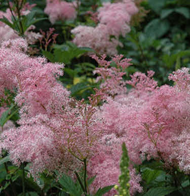 moeras-spirea-rood