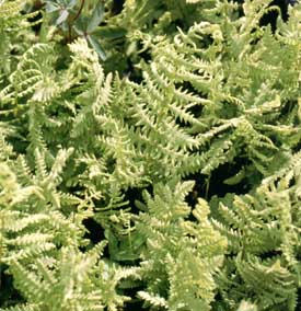 Moerasvaren of Dryopteris telyphteris