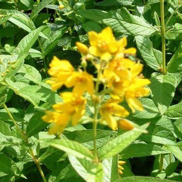 Moeraswederik of Lysemachia thyrsiflora