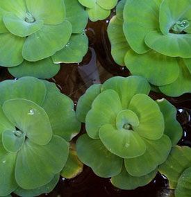 mosselplantje-watersla-pistia stratiotes