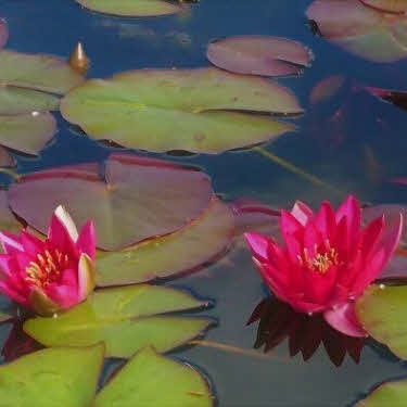 waterlelie laydekeri lilacea