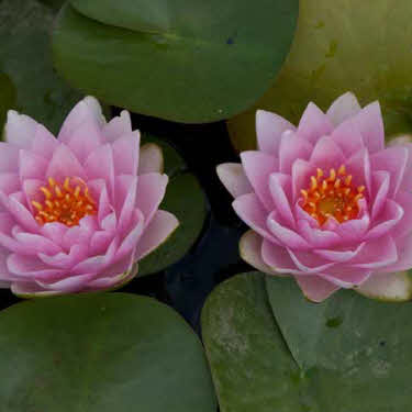 waterlelie madame wilfron gonnere